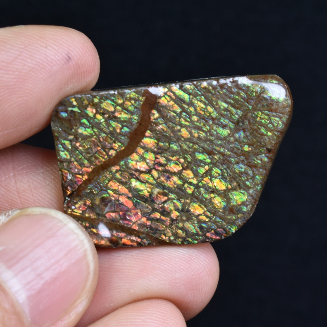 Canadian Natural Ammolite, Ammonite Freeform Polished Cabochon Specimen - 3.3cm x 2.2cm - 11 grams