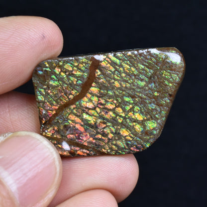 Canadian Natural Ammolite, Ammonite Freeform Polished Cabochon Specimen - 3.3cm x 2.2cm - 11 grams