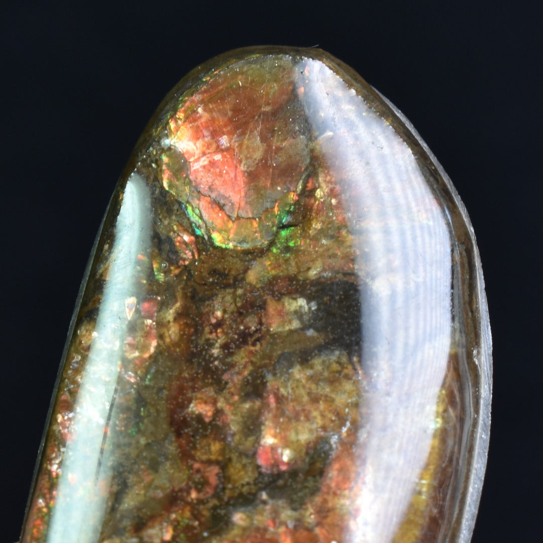 Canadian Natural Ammolite, Ammonite Freeform Polished Cabochon Specimen - 2.8cm x 1.8cm - 3.1 grams