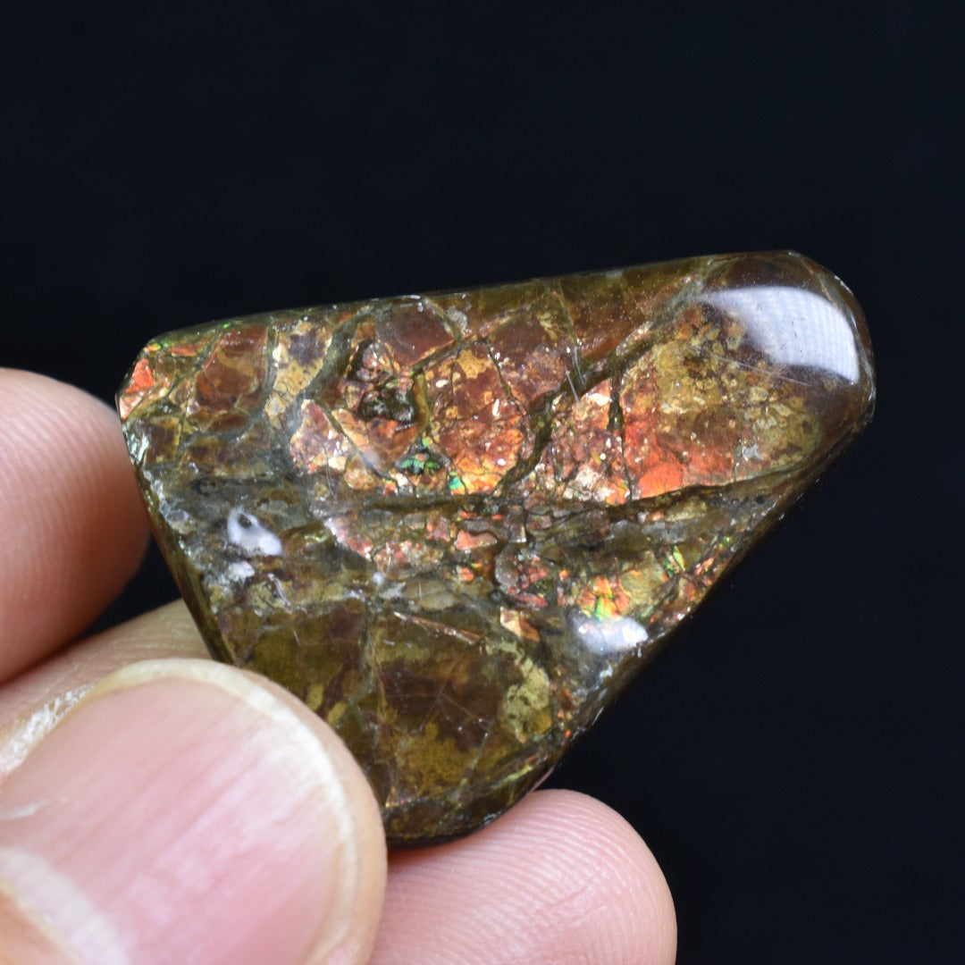 Canadian Natural Ammolite, Ammonite Freeform Polished Cabochon Specimen - 3.2cm x 2.2cm - 12.8 grams