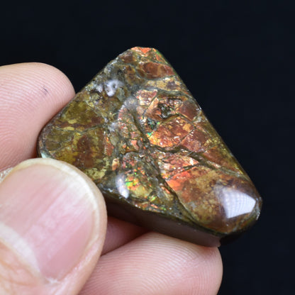 Canadian Natural Ammolite, Ammonite Freeform Polished Cabochon Specimen - 3.2cm x 2.2cm - 12.8 grams