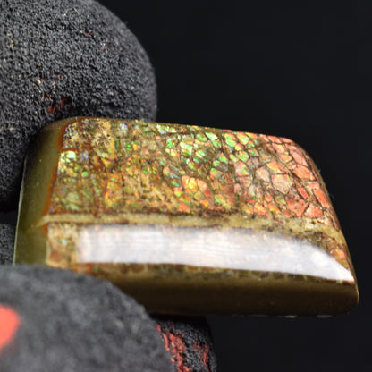 Canadian Natural Ammolite, Ammonite Freeform Polished Cabochon Specimen - 2.8cm x 1.8cm - 7 grams