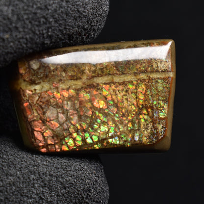 Canadian Natural Ammolite, Ammonite Freeform Polished Cabochon Specimen - 2.8cm x 1.8cm - 7 grams