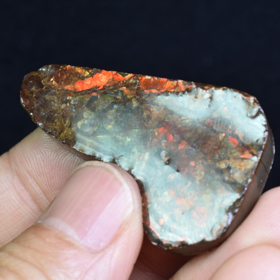 Canadian Natural Ammolite, Ammonite Freeform Polished Cabochon Specimen - 4.4cm x 2.6cm - 13.4 grams