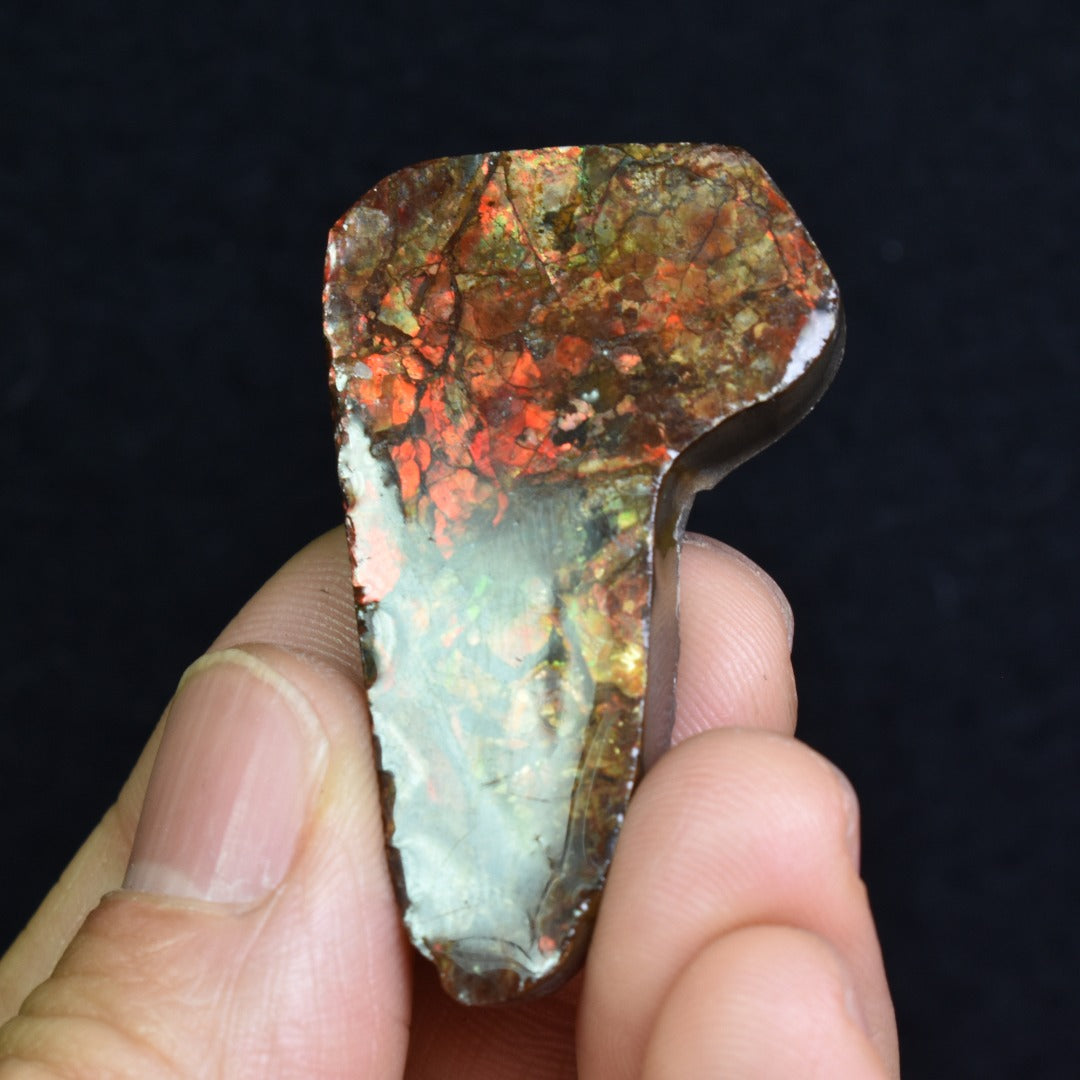 Canadian Natural Ammolite, Ammonite Freeform Polished Cabochon Specimen - 4.4cm x 2.6cm - 13.4 grams