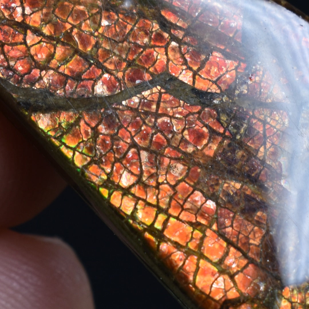 Canadian Natural Ammolite, Ammonite Freeform Polished Cabochon Specimen - 3.5cm x 1.8cm - 4.6 grams