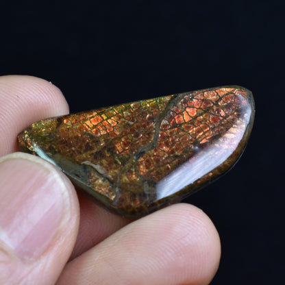 Canadian Natural Ammolite, Ammonite Freeform Polished Cabochon Specimen - 3.5cm x 1.8cm - 4.6 grams
