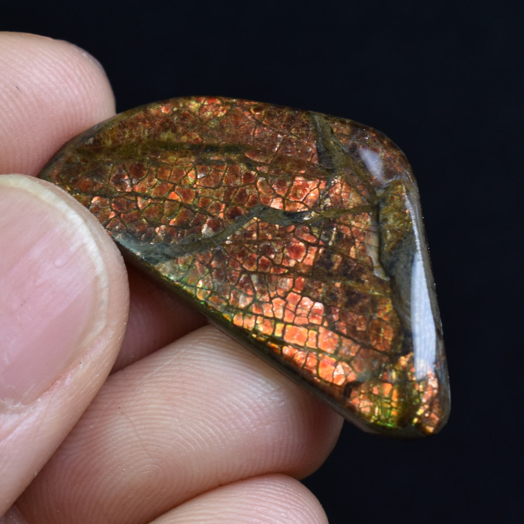 Canadian Natural Ammolite, Ammonite Freeform Polished Cabochon Specimen - 3.5cm x 1.8cm - 4.6 grams