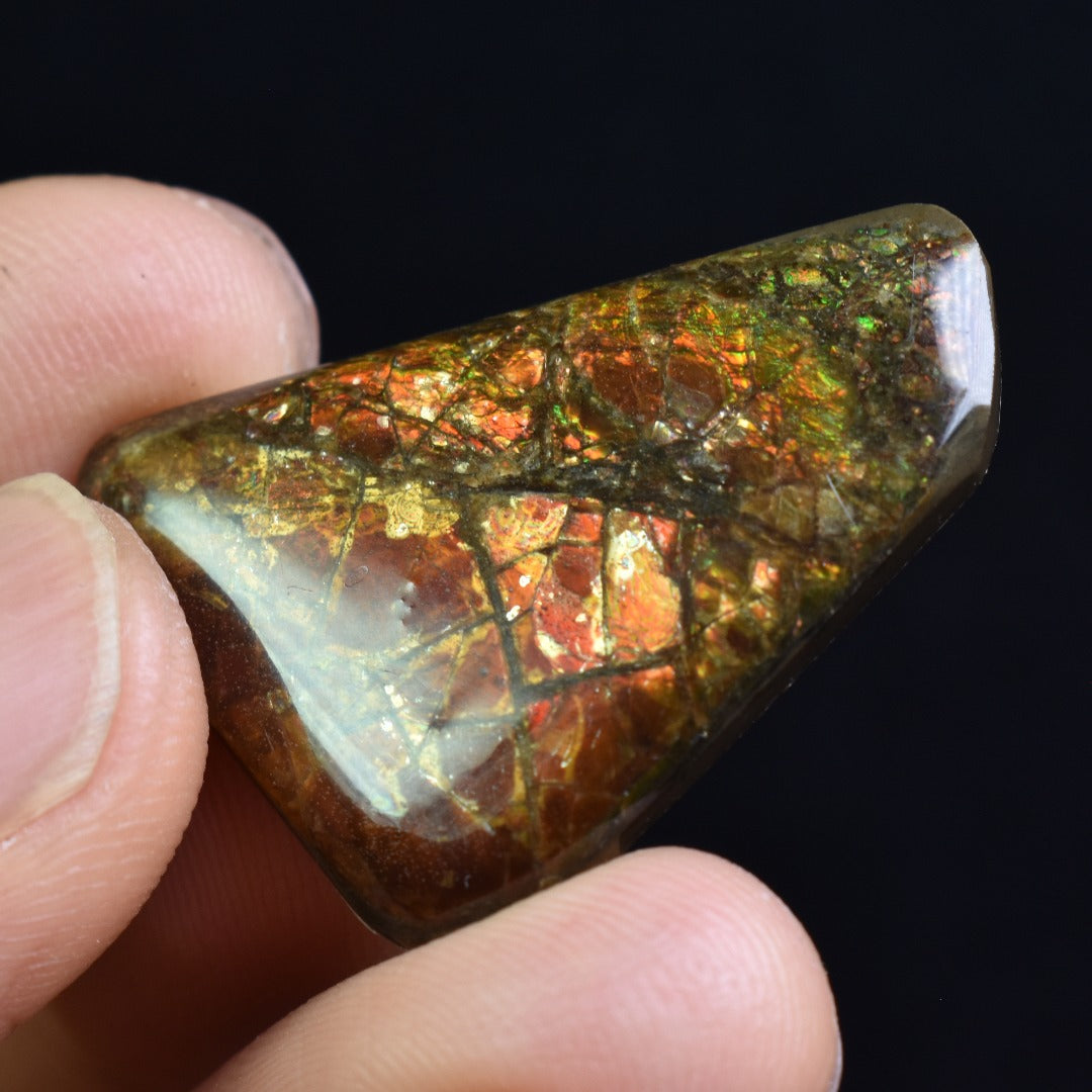 Canadian Natural Ammolite, Ammonite Freeform Polished Cabochon Specimen - 3cm x 2.3cm - 5.3 grams