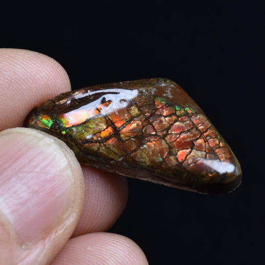 Canadian Natural Ammolite, Ammonite Freeform Polished Cabochon Specimen - 3cm x 1.6cm - 4 grams