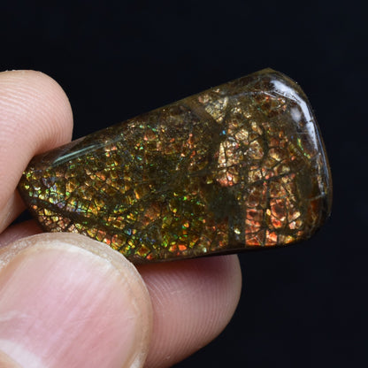 Canadian Natural Ammolite, Ammonite Freeform Polished Cabochon Specimen - 2.8cm x 1.6cm - 3.6 grams