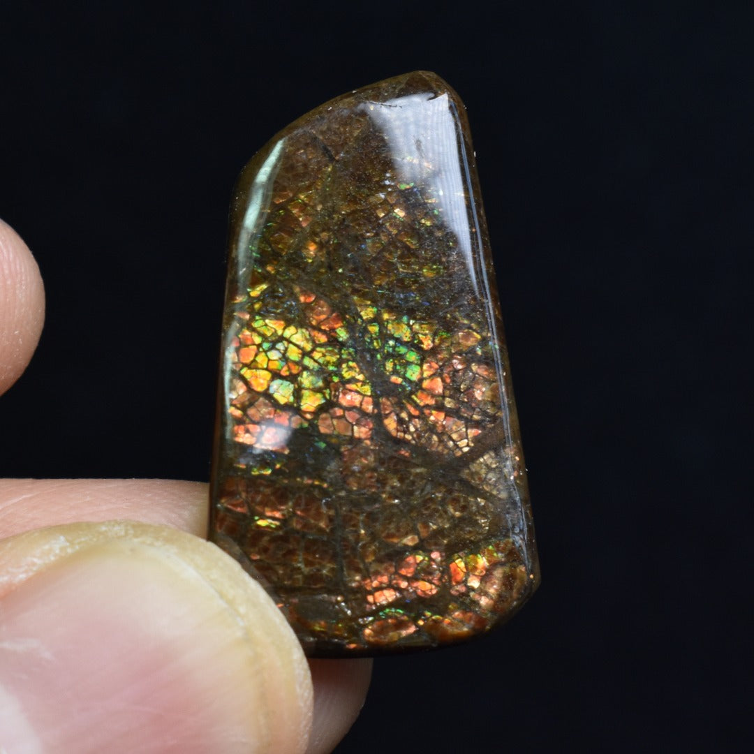 Canadian Natural Ammolite, Ammonite Freeform Polished Cabochon Specimen - 2.8cm x 1.6cm - 3.6 grams