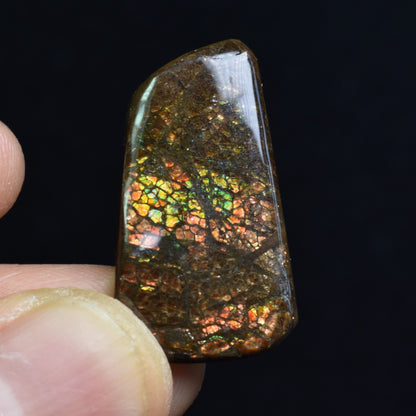 Canadian Natural Ammolite, Ammonite Freeform Polished Cabochon Specimen - 2.8cm x 1.6cm - 3.6 grams