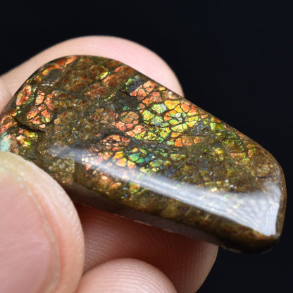 Canadian Natural Ammolite, Ammonite Freeform Polished Cabochon Specimen - 2.8cm x 1.6cm - 3.6 grams