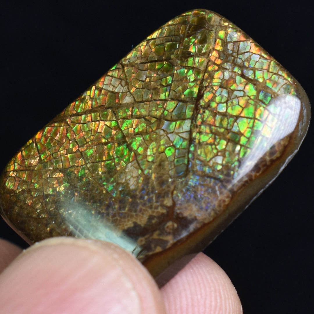 Canadian Natural Ammolite, Ammonite Freeform Polished Cabochon Specimen - 2.5cm x 1.9cm - 3.8 grams
