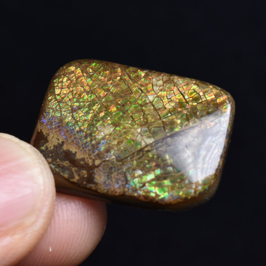 Canadian Natural Ammolite, Ammonite Freeform Polished Cabochon Specimen - 2.5cm x 1.9cm - 3.8 grams