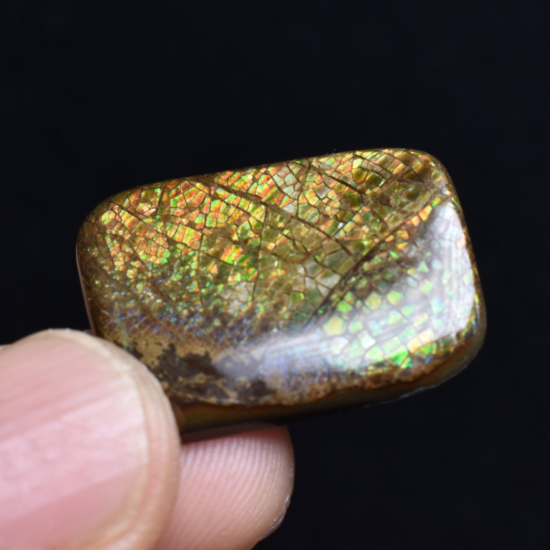 Canadian Natural Ammolite, Ammonite Freeform Polished Cabochon Specimen - 2.5cm x 1.9cm - 3.8 grams
