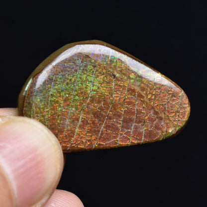 Canadian Natural Ammolite, Ammonite Freeform Polished Cabochon Specimen - 3.4cm x 2cm - 5.2 grams