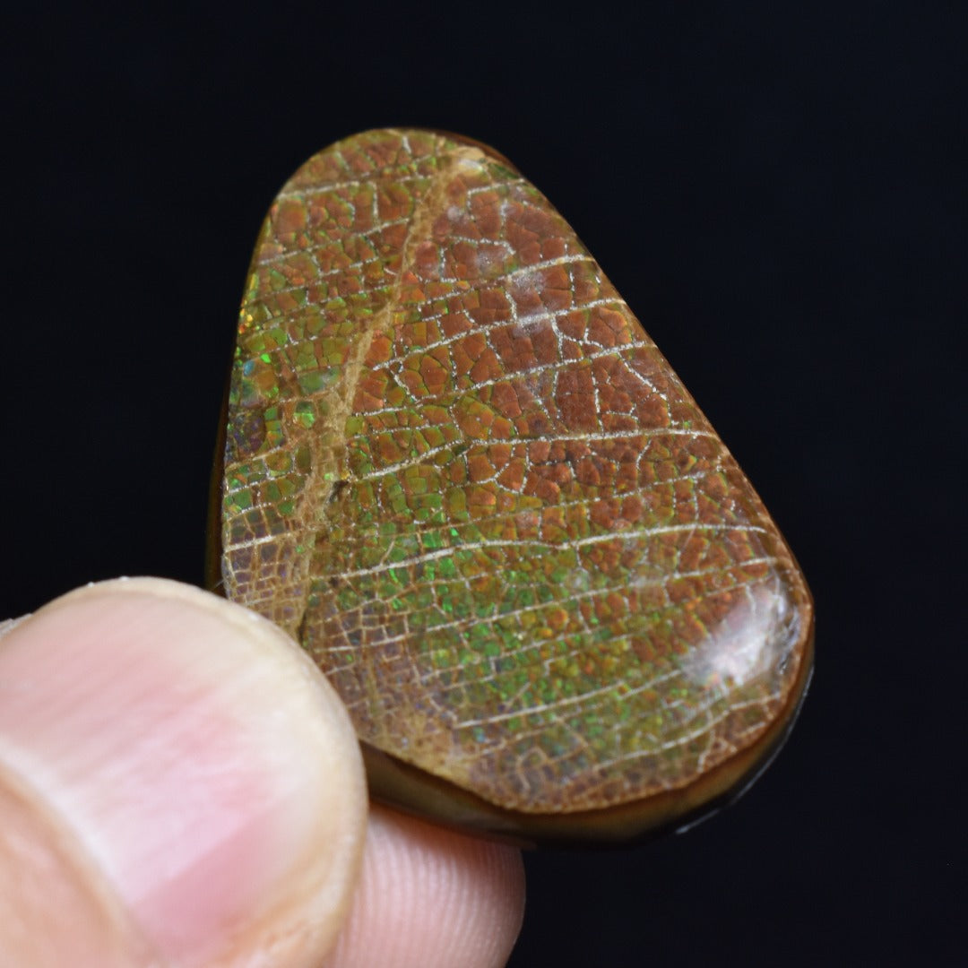 Canadian Natural Ammolite, Ammonite Freeform Polished Cabochon Specimen - 3.4cm x 2cm - 5.2 grams
