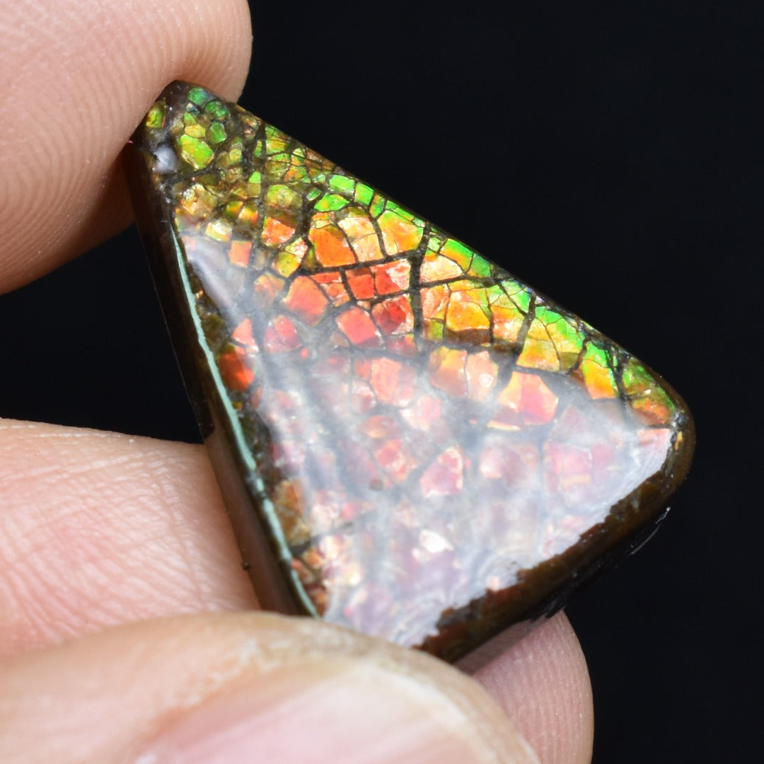 Canadian Natural Ammolite, Ammonite Freeform Polished Cabochon Specimen - 2.2cm x 1.6cm - 2.9 grams