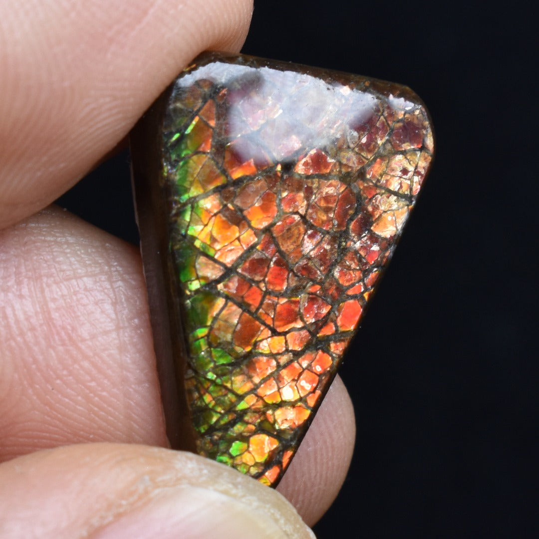 Canadian Natural Ammolite, Ammonite Freeform Polished Cabochon Specimen - 2.2cm x 1.6cm - 2.9 grams