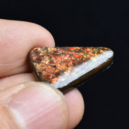 Canadian Natural Ammolite, Ammonite Freeform Polished Cabochon Specimen - 2.2cm x 1.6cm - 2.9 grams