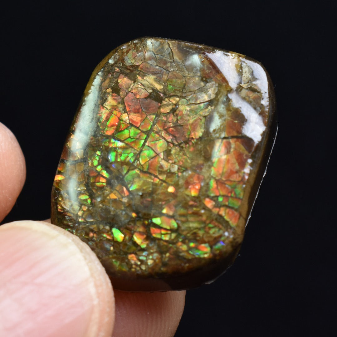 Canadian Natural Ammolite, Ammonite Freeform Polished Cabochon Specimen - 2.2cm x 1.8cm - 5.4 grams