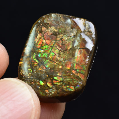Canadian Natural Ammolite, Ammonite Freeform Polished Cabochon Specimen - 2.2cm x 1.8cm - 5.4 grams