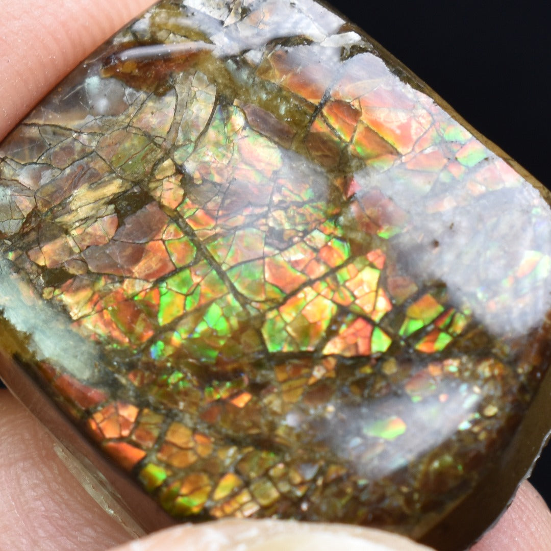 Canadian Natural Ammolite, Ammonite Freeform Polished Cabochon Specimen - 2.2cm x 1.8cm - 5.4 grams