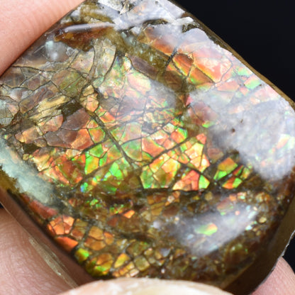 Canadian Natural Ammolite, Ammonite Freeform Polished Cabochon Specimen - 2.2cm x 1.8cm - 5.4 grams