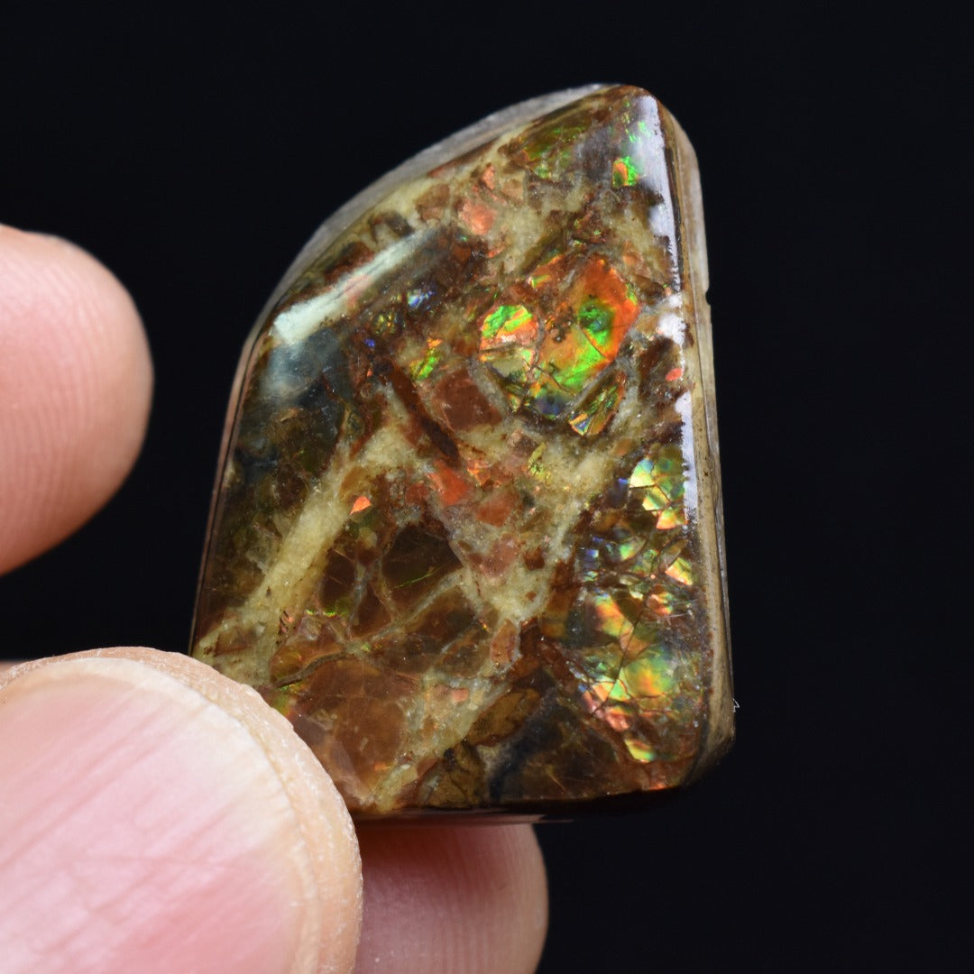 Canadian Natural Ammolite, Ammonite Freeform Polished Cabochon Specimen - 2.5cm x 1.9cm - 5.1 grams