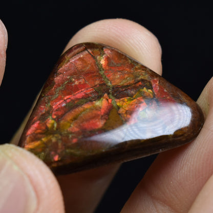 Canadian Natural Ammolite, Ammonite Freeform Polished Cabochon Specimen - 2.5cm x 2.3cm - 3.1 grams