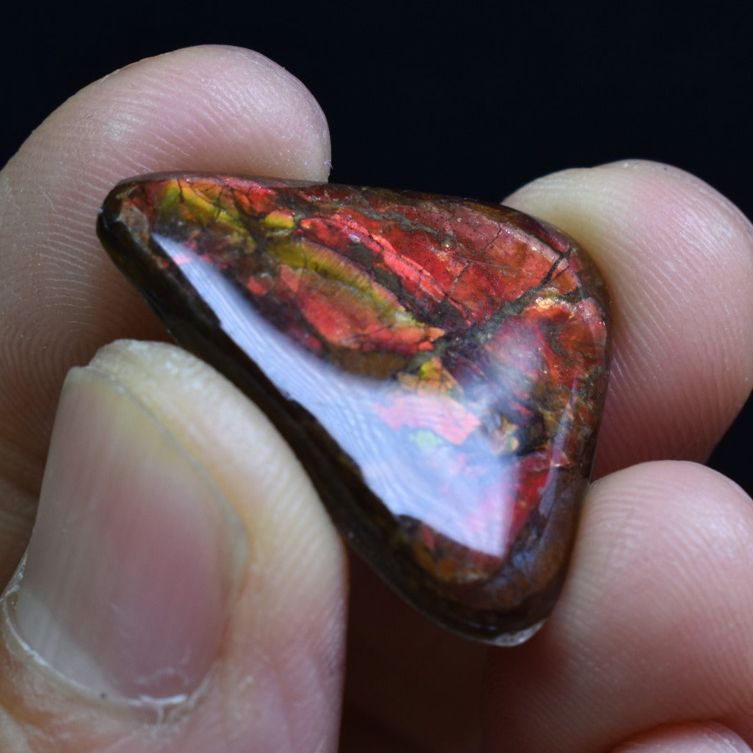 Canadian Natural Ammolite, Ammonite Freeform Polished Cabochon Specimen - 2.5cm x 2.3cm - 3.1 grams