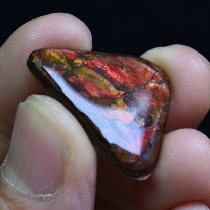 Canadian Natural Ammolite, Ammonite Freeform Polished Cabochon Specimen - 2.5cm x 2.3cm - 3.1 grams