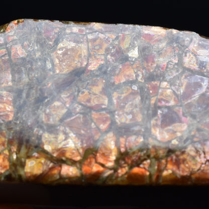Canadian Natural Ammolite, Ammonite Freeform Polished Cabochon Specimen - 4.5cm x 1.7cm - 14.7 grams