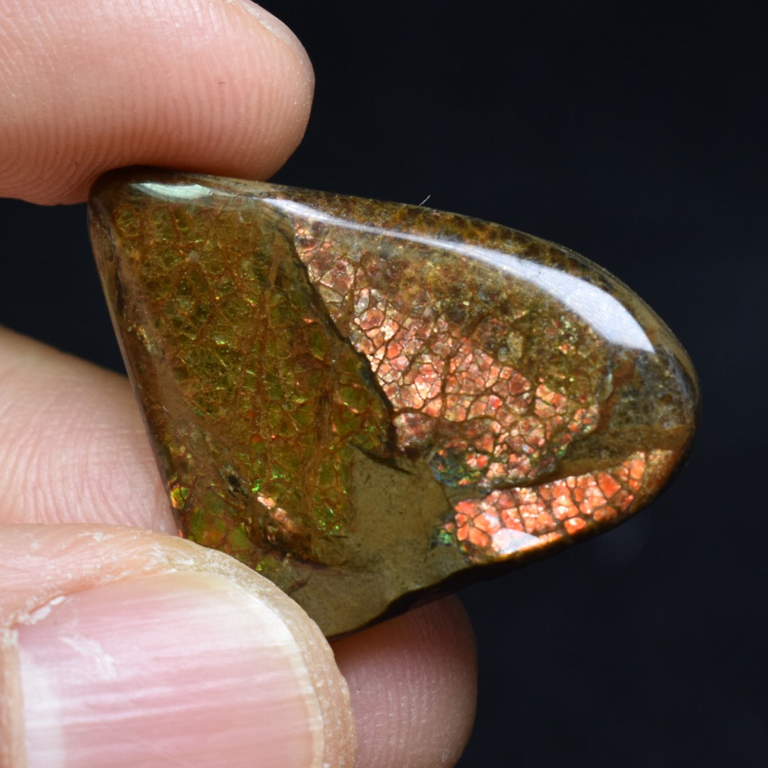 Canadian Natural Ammolite, Ammonite Freeform Polished Cabochon Specimen - 2.9cm x 2cm - 4.8 grams
