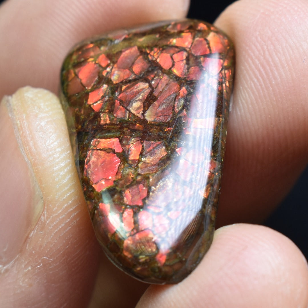 Canadian Natural Ammolite, Ammonite Freeform Polished Cabochon Specimen - 2.8cm x 1.7cm - 3.6 grams