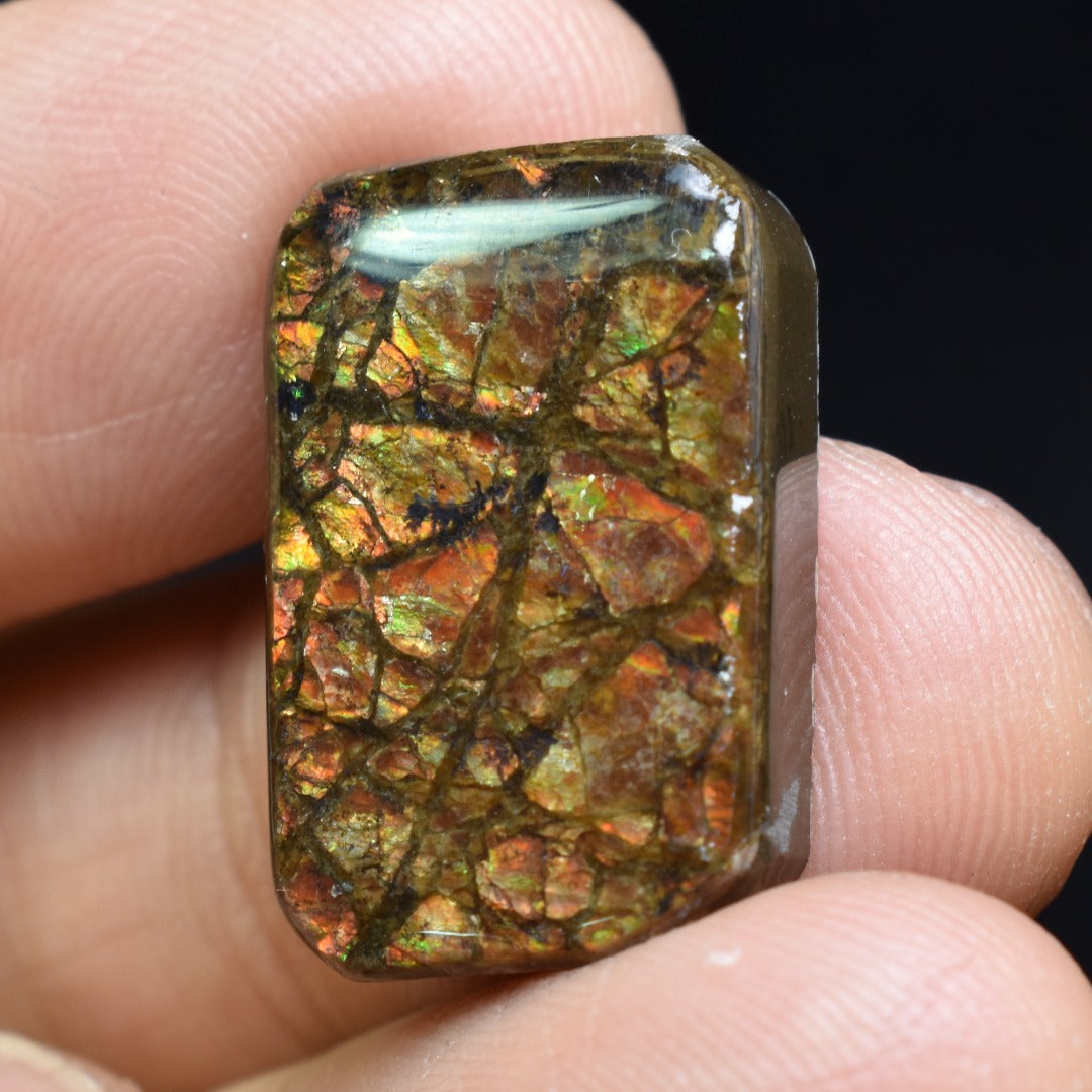 Canadian Natural Ammolite, Ammonite Freeform Polished Cabochon Specimen - 2.2cm x 1.4cm - 4.5 grams