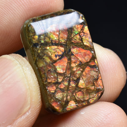Canadian Natural Ammolite, Ammonite Freeform Polished Cabochon Specimen - 2.2cm x 1.4cm - 4.5 grams