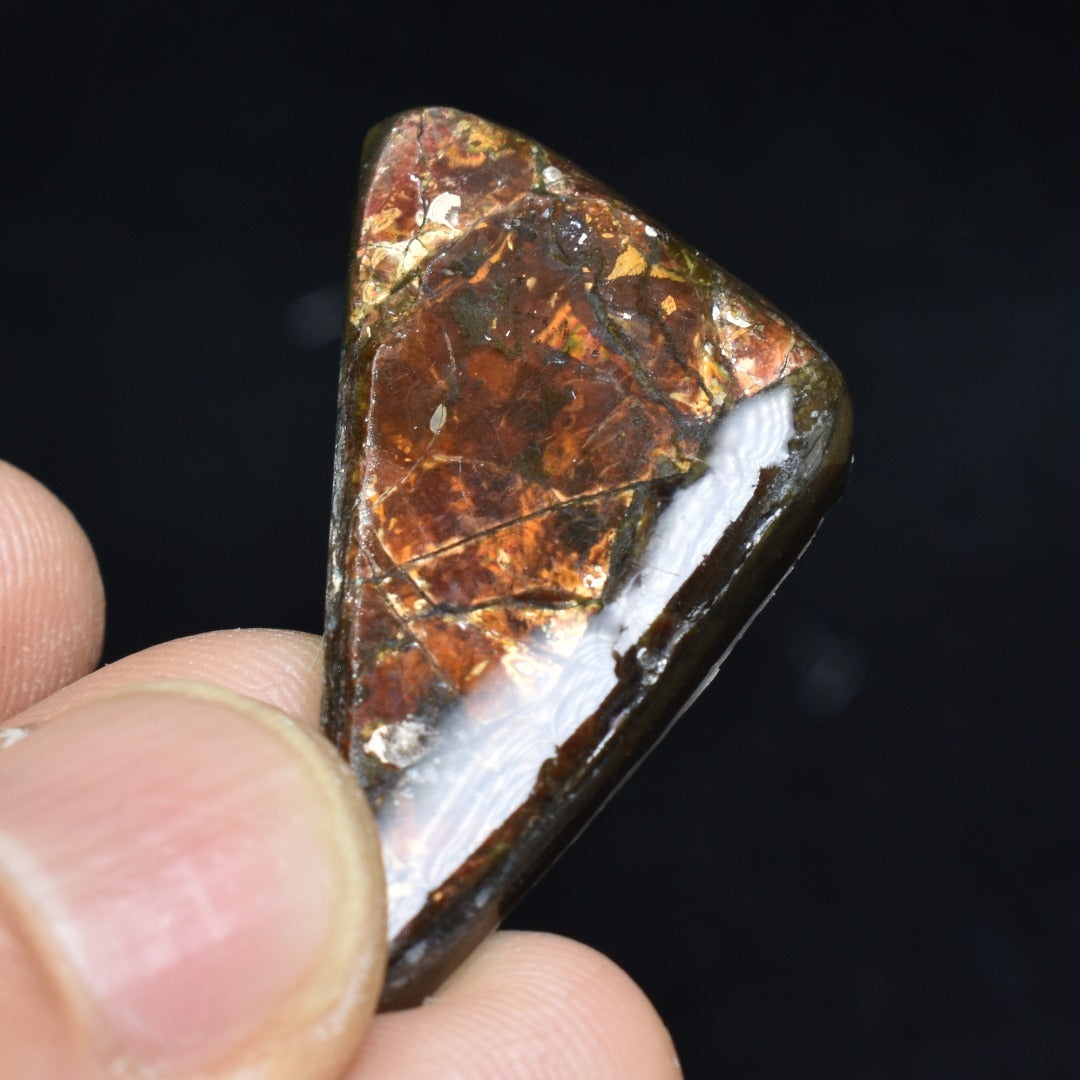 Canadian Natural Ammolite, Ammonite Freeform Polished Cabochon Specimen - 3.5cm x 2.1cm - 5 grams