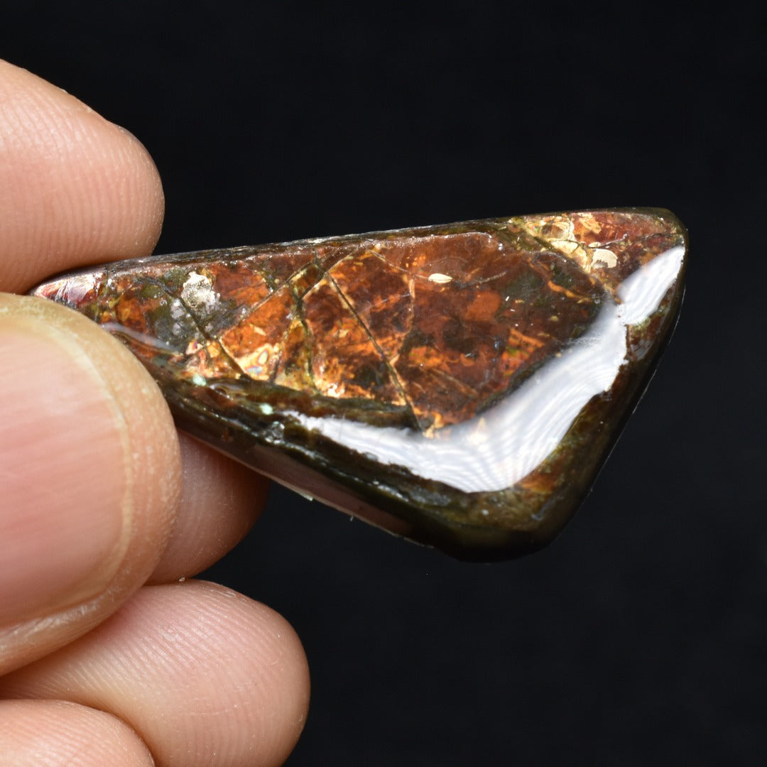Canadian Natural Ammolite, Ammonite Freeform Polished Cabochon Specimen - 3.5cm x 2.1cm - 5 grams