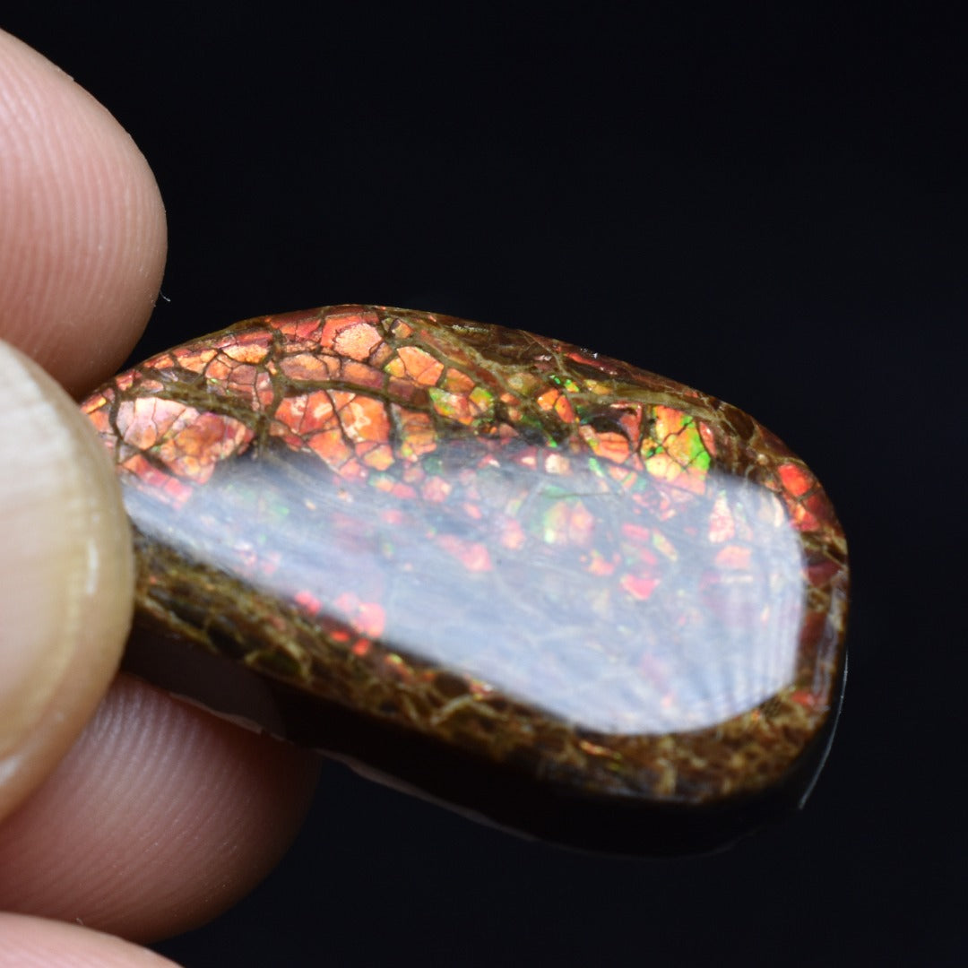 Canadian Natural Ammolite, Ammonite Freeform Polished Cabochon Specimen - 2.7cm x 1.5cm - 5.1 grams