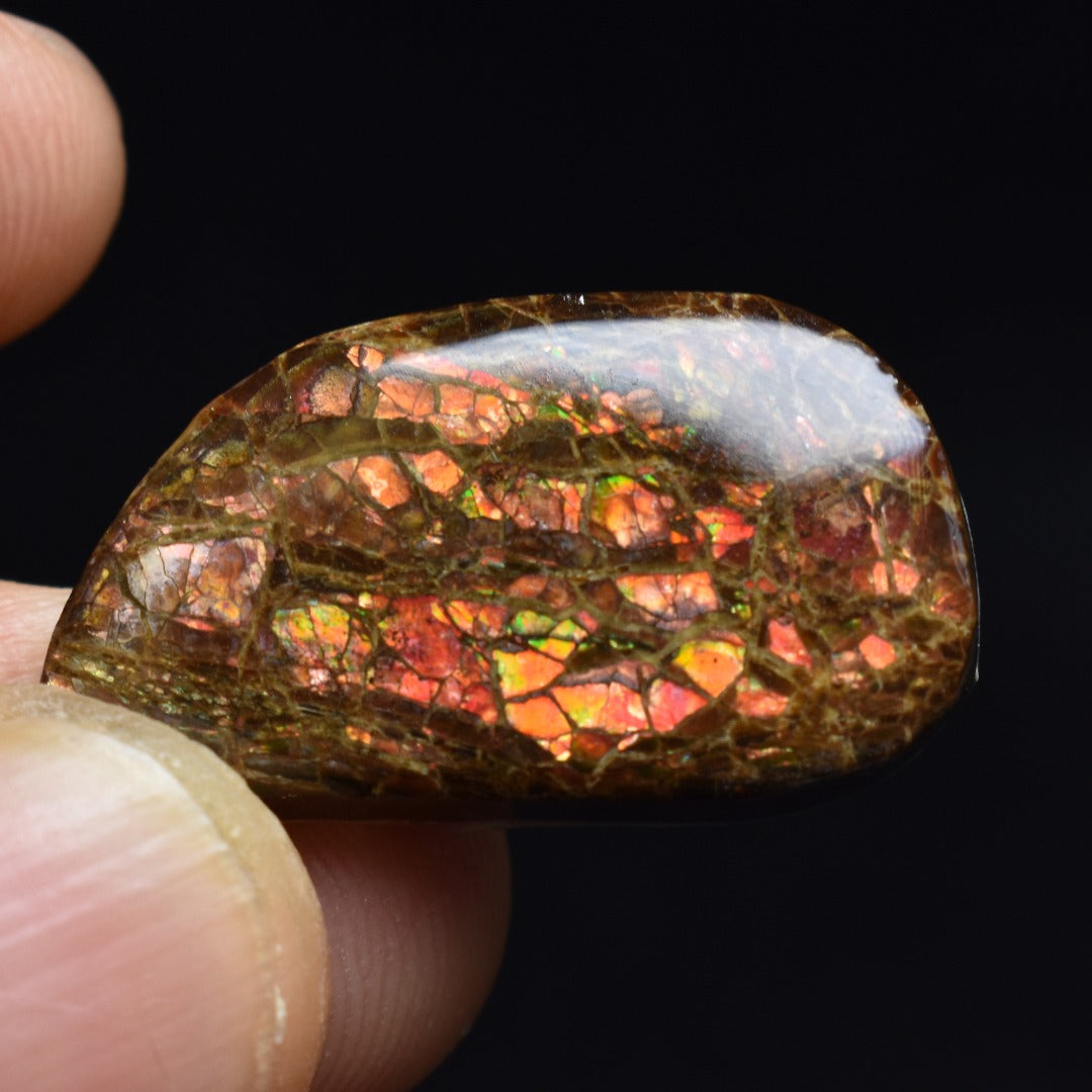 Canadian Natural Ammolite, Ammonite Freeform Polished Cabochon Specimen - 2.7cm x 1.5cm - 5.1 grams