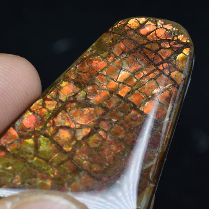 Canadian Natural Ammolite, Ammonite Freeform Polished Cabochon Specimen - 3.5cm x 2.3cm - 7.4 grams