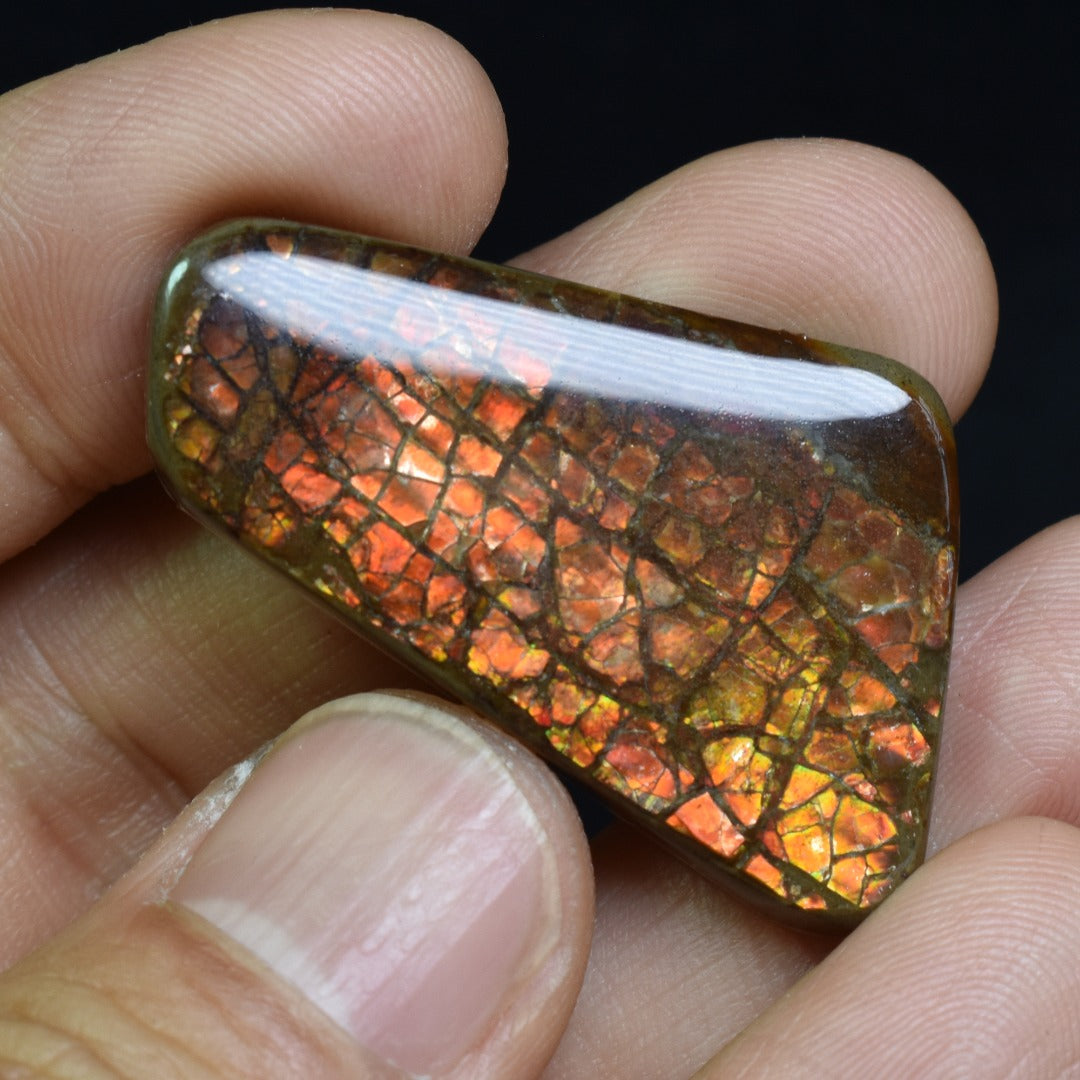 Canadian Natural Ammolite, Ammonite Freeform Polished Cabochon Specimen - 3.5cm x 2.3cm - 7.4 grams
