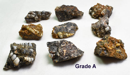 Turritella Agate Rough, Raw Fossil Specimen from Wyoming, USA - 2 Options