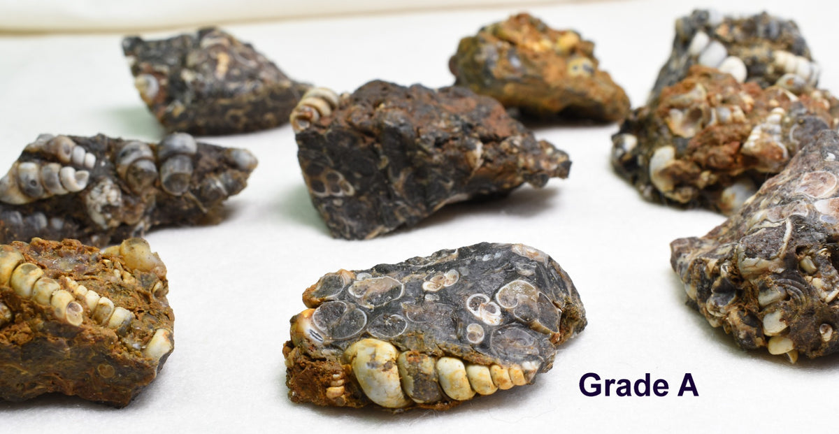 Turritella Agate Rough, Raw Fossil Specimen from Wyoming, USA - 2 Options