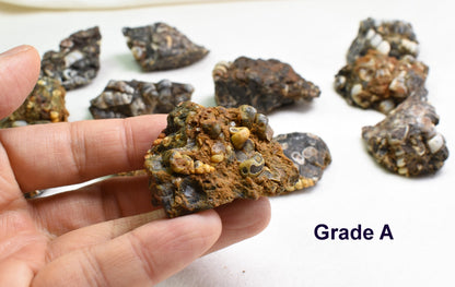 Turritella Agate Rough, Raw Fossil Specimen from Wyoming, USA - 2 Options