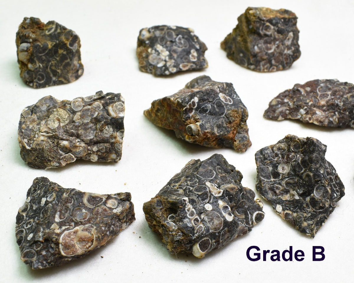 Turritella Agate Rough, Raw Fossil Specimen from Wyoming, USA - 2 Options