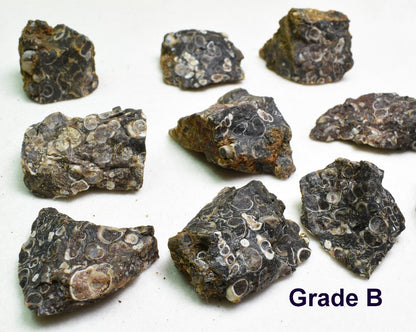 Turritella Agate Rough, Raw Fossil Specimen from Wyoming, USA - 2 Options
